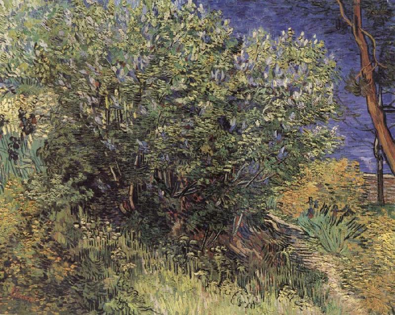 Vincent Van Gogh The Bush oil painting picture